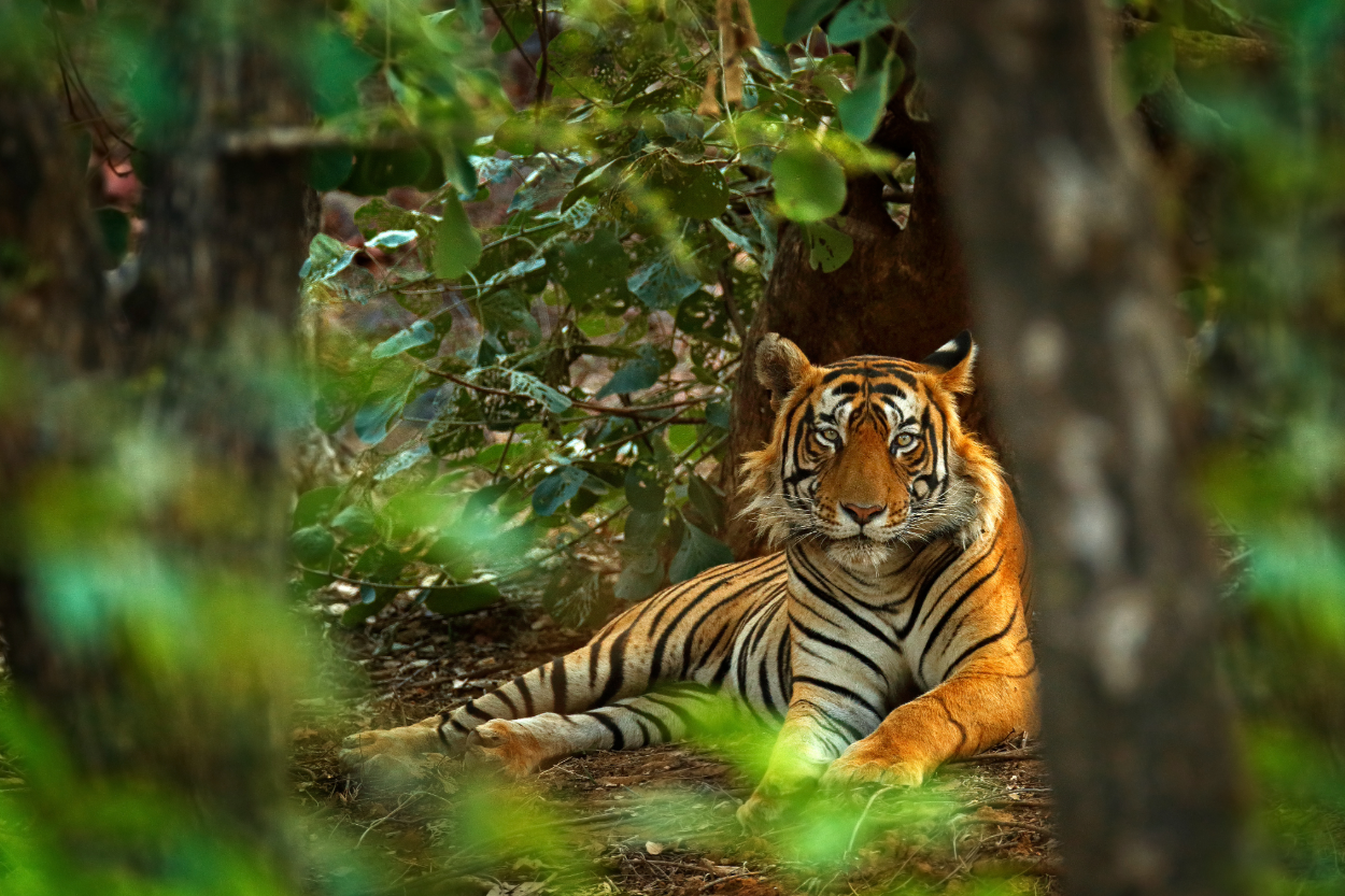Tigre de Bengala en el Parque Nacional de Ranthambore, India