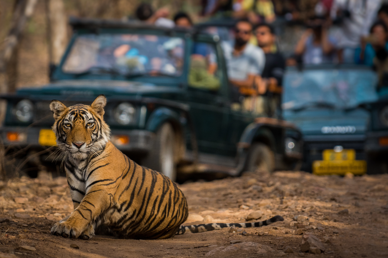 Safari de tigres en Ranthambore, Rajasthan, India
