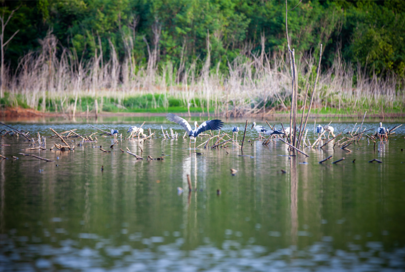 Padam Talao en el Parque Nacional de Ranthambore, lago rodeado de bosques y hábitat de vida silvestre.