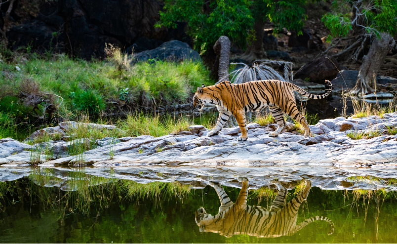 Parque Nacional de Ranthambore en Rajasthan, conocido por sus bosques, lagos y población de tigres de Bengala.