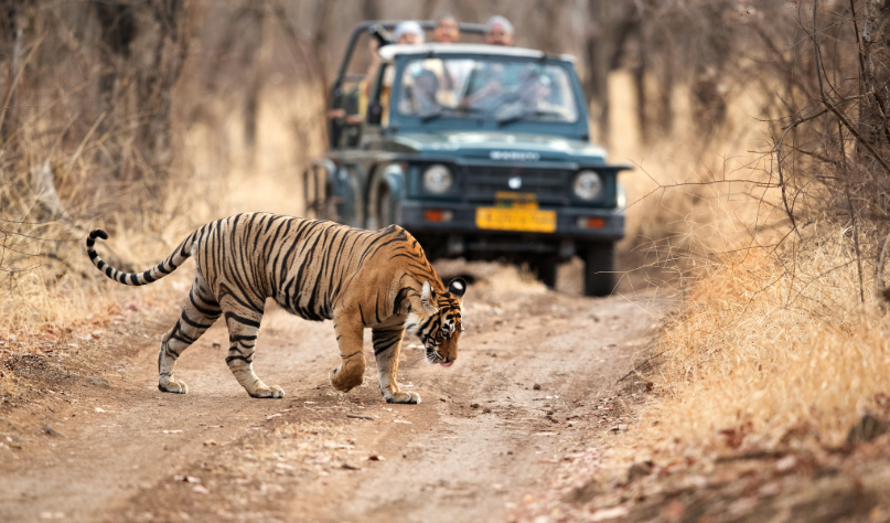 Safari de vida silvestre en el Parque Nacional de Ranthambore, Rajasthan, entre bosques y paisajes naturales.